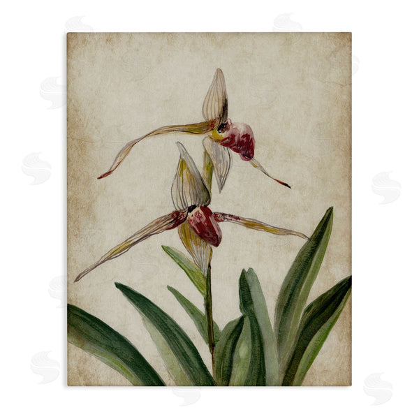 stupell industries Jacob Q | Birds of Paradise Vintage