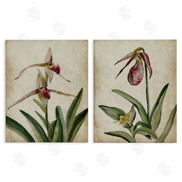 stupell industries Jacob Q | Vintage Blooming Birds of Paradise