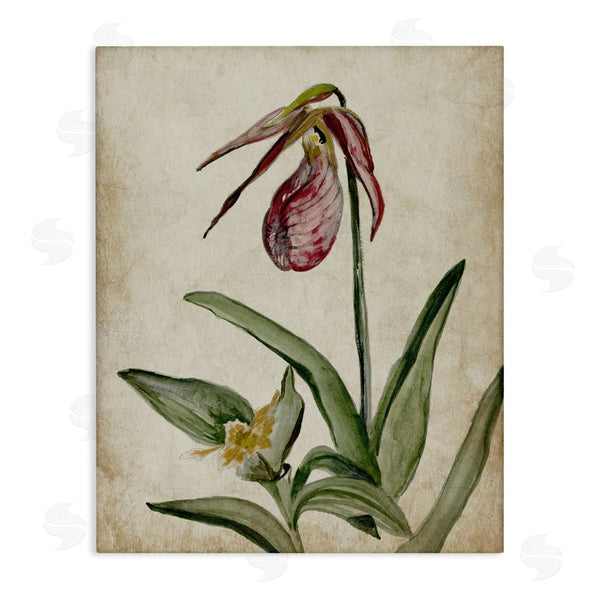 stupell industries Jacob Q | Vintage Muted Birds of Paradise