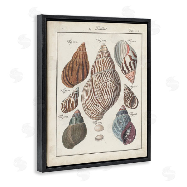 Stupell Industries Jacques DeSeve | Antique Spiral Shell Pairing Vintage Nautical Study Wall Art