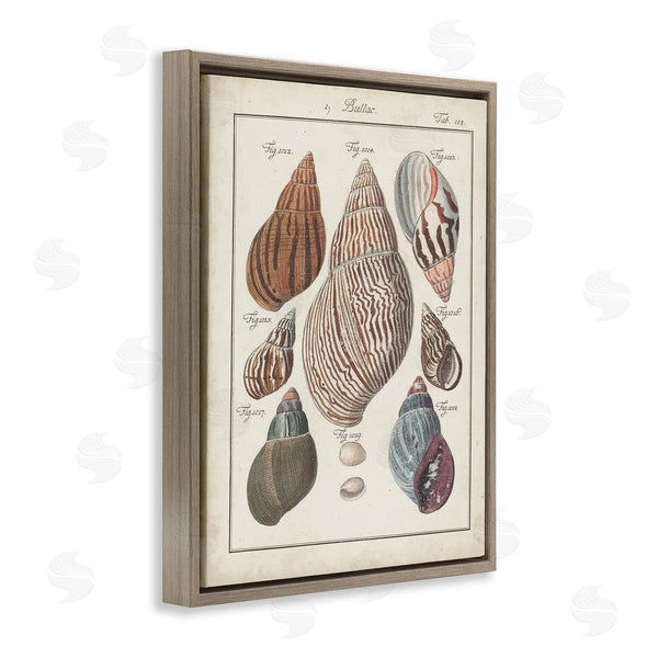 Stupell Industries Jacques DeSeve | Antique Spiral Shell Pairing Vintage Nautical Study Wall Art