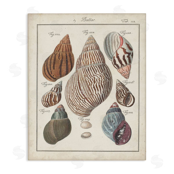 stupell industries Jacques DeSeve | Antique Spiral Shell Pairing Vintage Nautical Study Wall Art