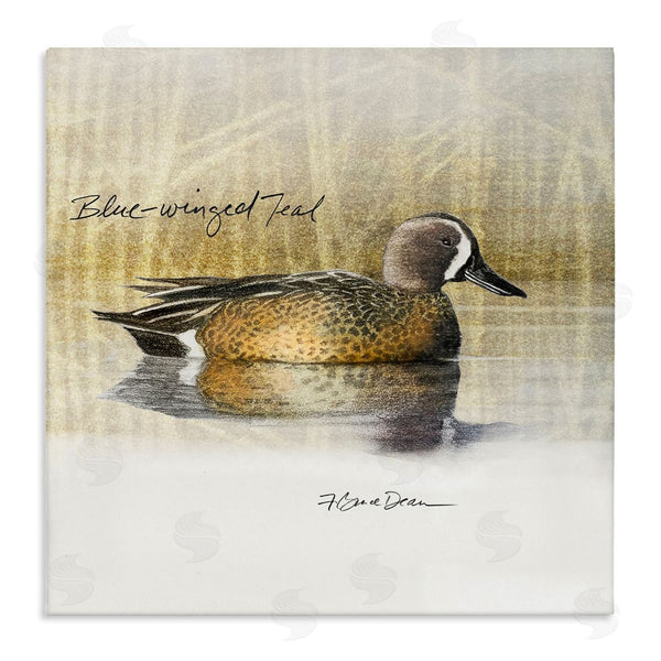 stupell industries Jadei Graphics | Blue Winged Teal Duck Wall Art