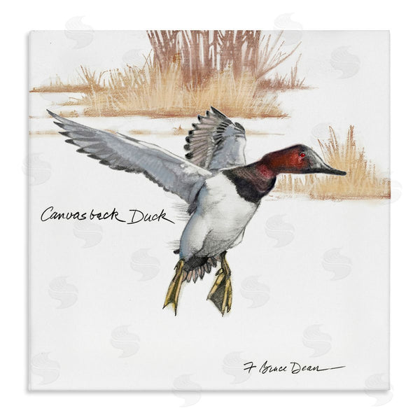 stupell industries Jadei Graphics | Canvasback Duck Flying Wall Art