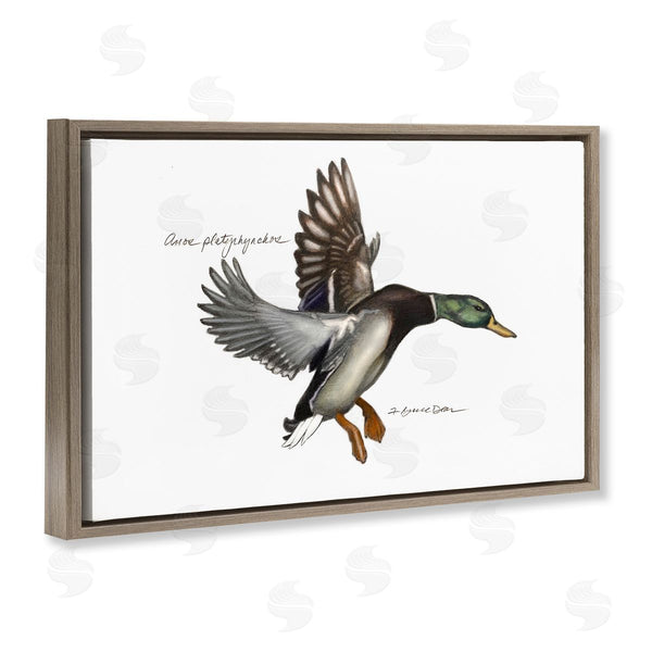 Stupell Industries Jadei Graphics | Flying Mallard Duck