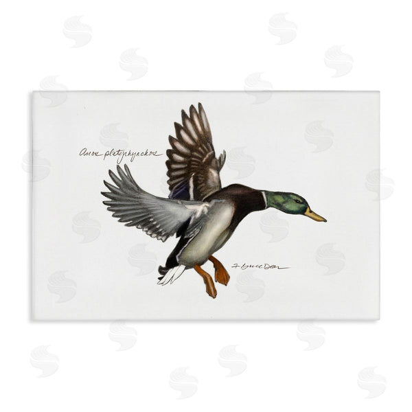 stupell industries Jadei Graphics | Flying Mallard Duck