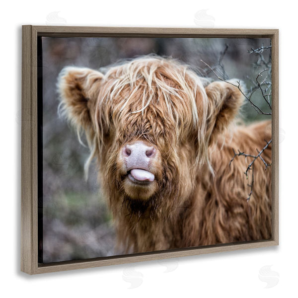 Stupell Industries James Dobson | Baby Cattle Licking Lips