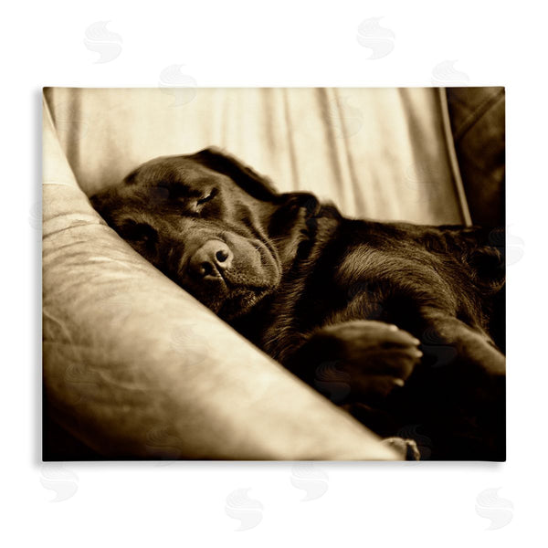 stupell industries James Dobson | Cuddling Labrador Dog Sleeping Cozy Sepia Photography Wall Art