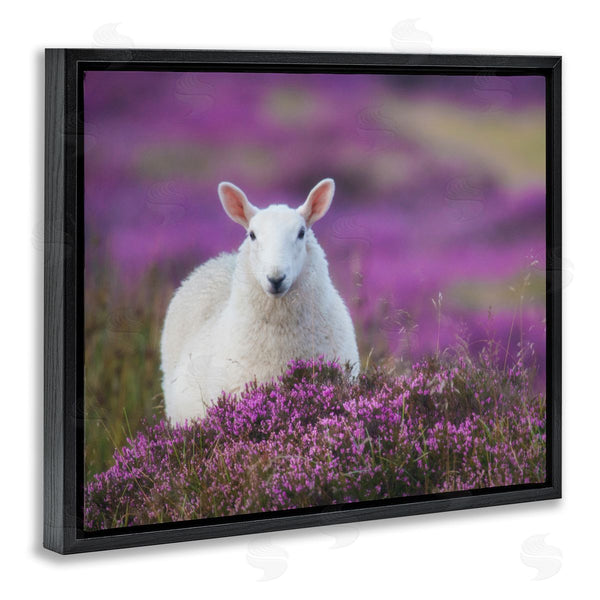 Stupell Industries James Dobson | Elegant White Sheep Among Purple Flower Meadow Wall Art