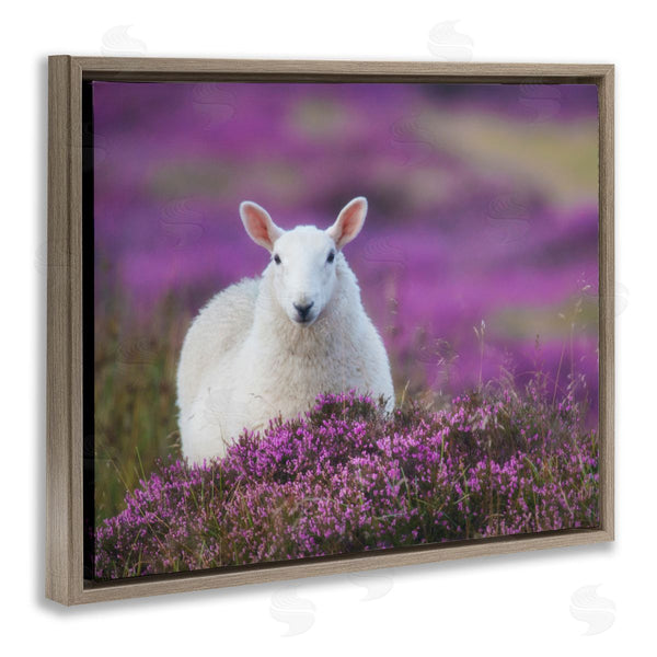 Stupell Industries James Dobson | Elegant White Sheep Among Purple Flower Meadow Wall Art