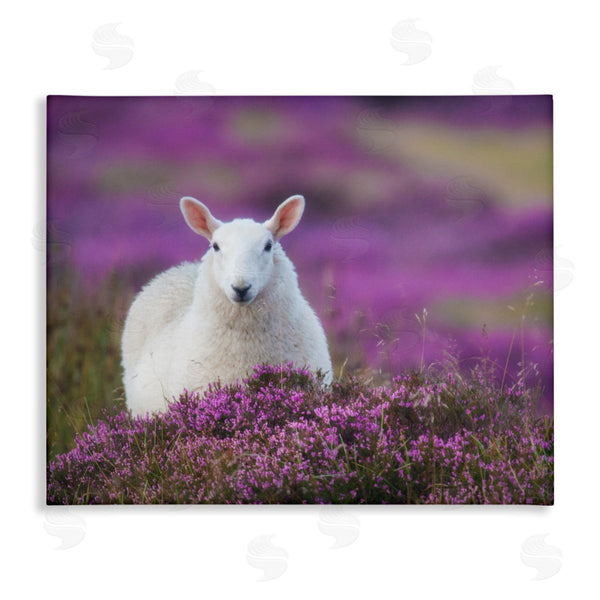 stupell industries James Dobson | Elegant White Sheep Among Purple Flower Meadow Wall Art