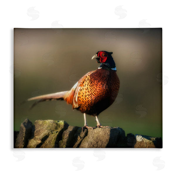 stupell industries James Dobson | Illuminated Pheasant Bird Standing Woodland Nature Scenery Wall Art