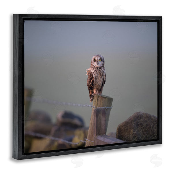 Stupell Industries James Dobson | Intensely Gazing Owl Perched Rural Fence Post Wall Art