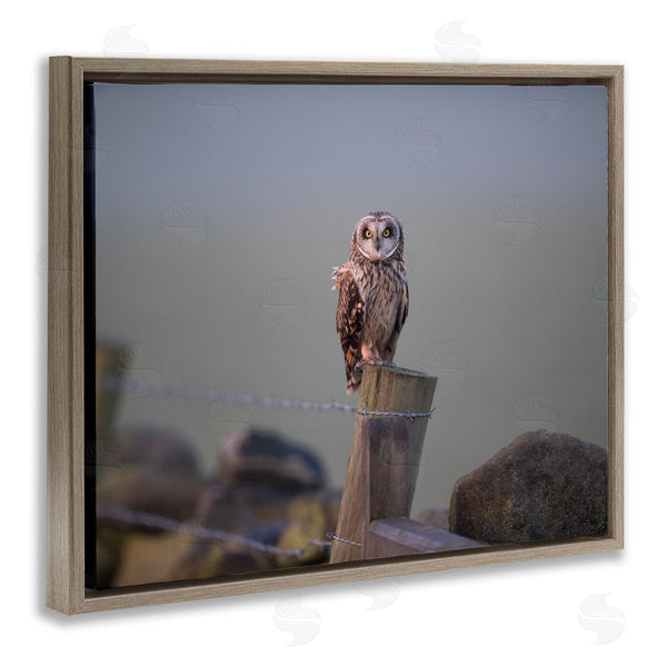 Stupell Industries James Dobson | Intensely Gazing Owl Perched Rural Fence Post Wall Art