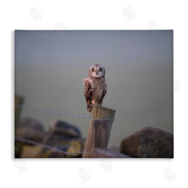 stupell industries James Dobson | Intensely Gazing Owl Perched Rural Fence Post Wall Art