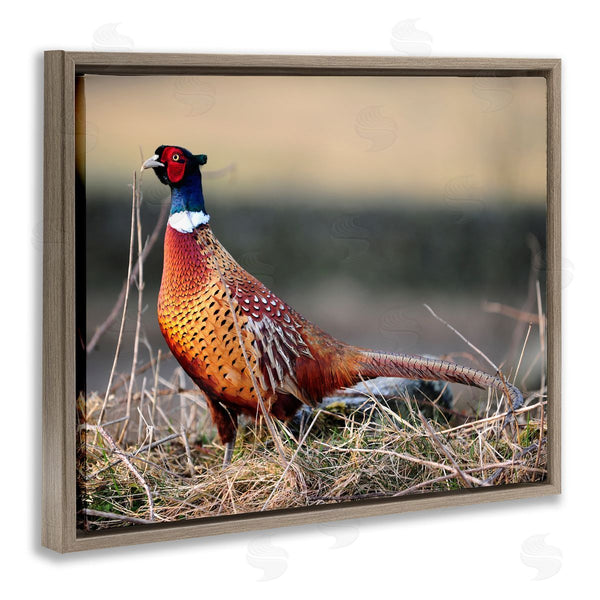 Stupell Industries James Dobson | Lone Pheasant Bird Grassy Forest Floor Wildlife Wall Art