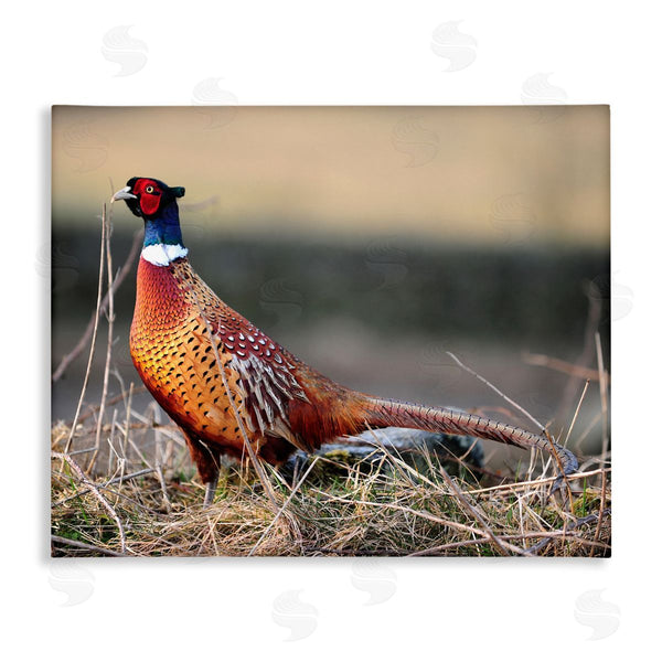 stupell industries James Dobson | Lone Pheasant Bird Grassy Forest Floor Wildlife Wall Art