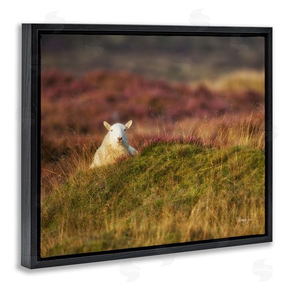 Stupell Industries James Dobson | Lone Sheep In Meadow Rural Countryside Farmland Wall Art