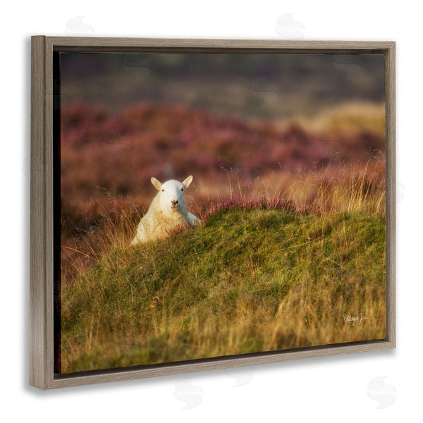Stupell Industries James Dobson | Lone Sheep In Meadow Rural Countryside Farmland Wall Art