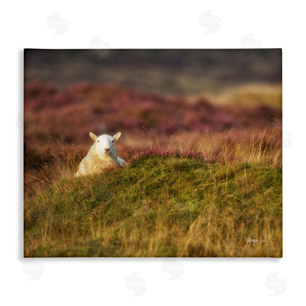 stupell industries James Dobson | Lone Sheep in Meadow Rural Countryside Farmland Wall Art