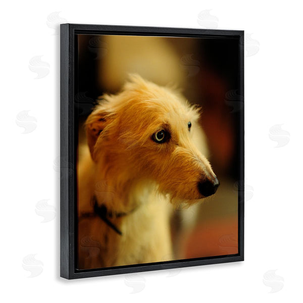 Stupell Industries James Dobson | Long Hair Terrier Dog Portrait Warm Lighting Photography Wall Art