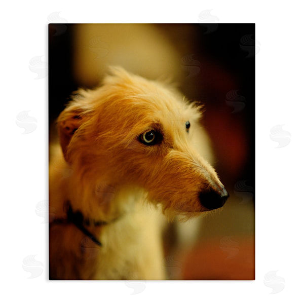 stupell industries James Dobson | Long Hair Terrier Dog Portrait Warm Lighting Photography Wall Art