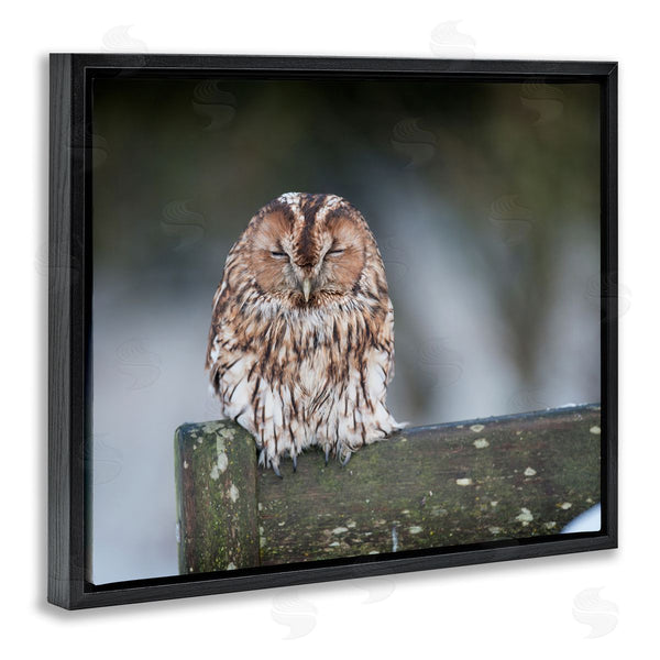 Stupell Industries James Dobson | Owl Perched Fence Post Wildlife Nature Photography Wall Art