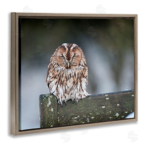 Stupell Industries James Dobson | Owl Perched Fence Post Wildlife Nature Photography Wall Art