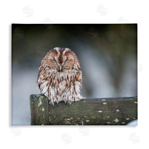 stupell industries James Dobson | Owl Perched Fence Post Wildlife Nature Photography Wall Art