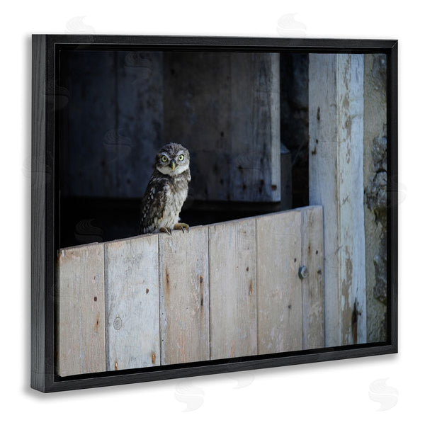 Stupell Industries James Dobson | Perched Owl Rural Barn Ledge Wildlife Photography Wall Art