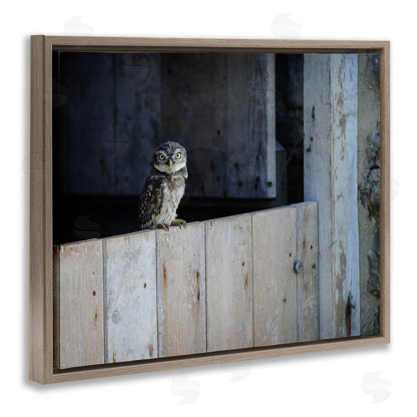 Stupell Industries James Dobson | Perched Owl Rural Barn Ledge Wildlife Photography Wall Art
