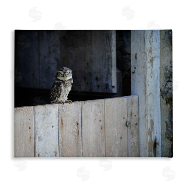 stupell industries James Dobson | Perched Owl Rural Barn Ledge Wildlife Photography Wall Art
