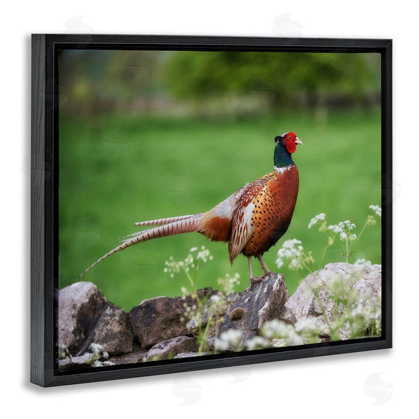 Stupell Industries James Dobson | Pheasant Strolling Lush Grassland Rural Nature Landscape Wall Art