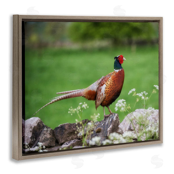 Stupell Industries James Dobson | Pheasant Strolling Lush Grassland Rural Nature Landscape Wall Art