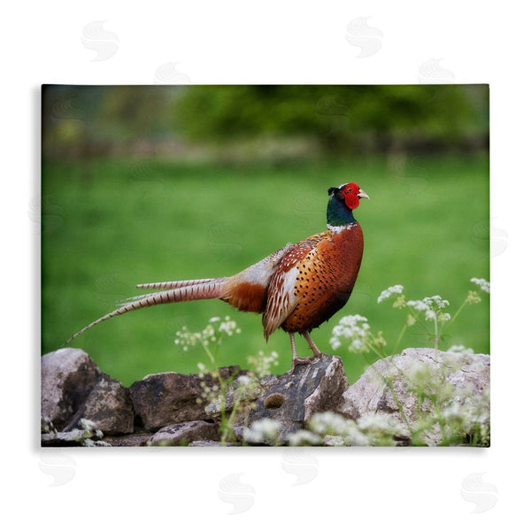 stupell industries James Dobson | Pheasant Strolling Lush Grassland Rural Nature Landscape Wall Art