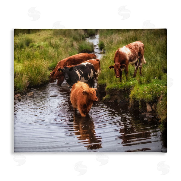 stupell industries James Dobson | Rural Cattle Enjoying Stream Water Between Grassland Wall Art