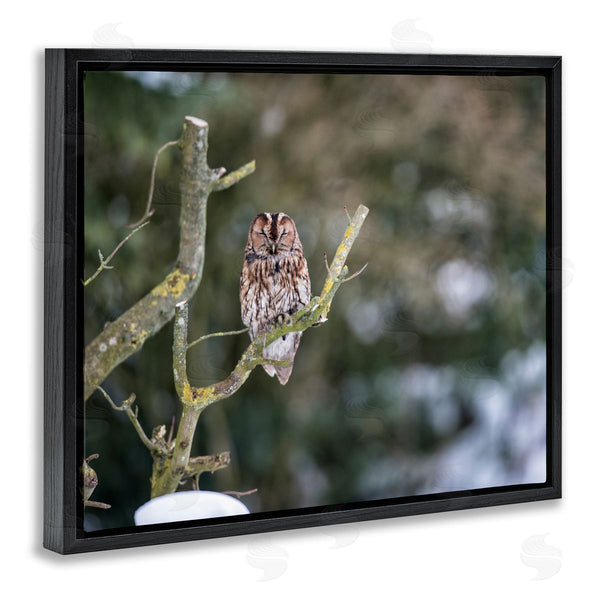 Stupell Industries James Dobson | Sleepy Owl Perched Snow Covered Nature Landscape Wall Art