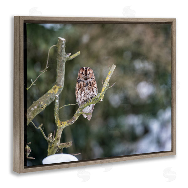 Stupell Industries James Dobson | Sleepy Owl Perched Snow Covered Nature Landscape Wall Art