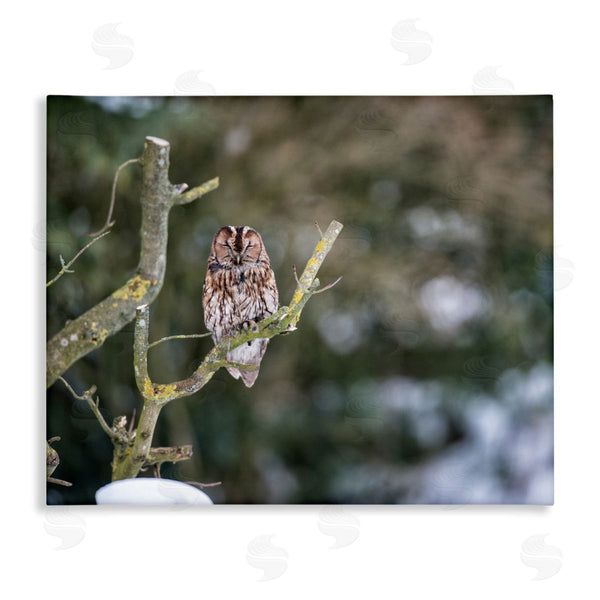 stupell industries James Dobson | Sleepy Owl Perched Snow Covered Nature Landscape Wall Art