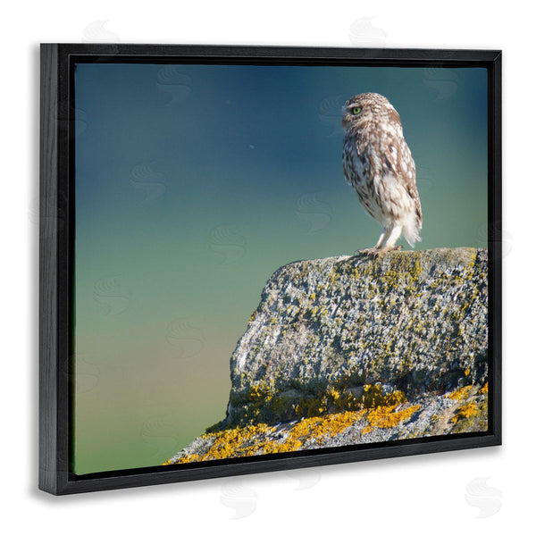 Stupell Industries James Dobson | Small Owl Gazing Thoughtfully Mossy Rock Scenery Wall Art