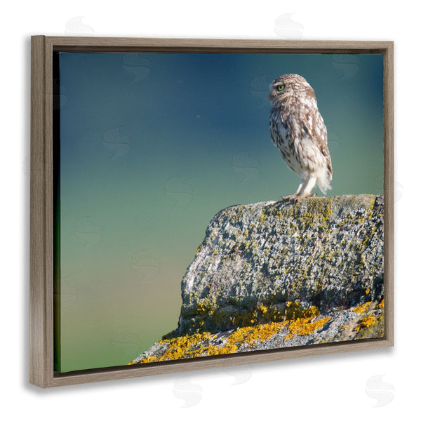 Stupell Industries James Dobson | Small Owl Gazing Thoughtfully Mossy Rock Scenery Wall Art