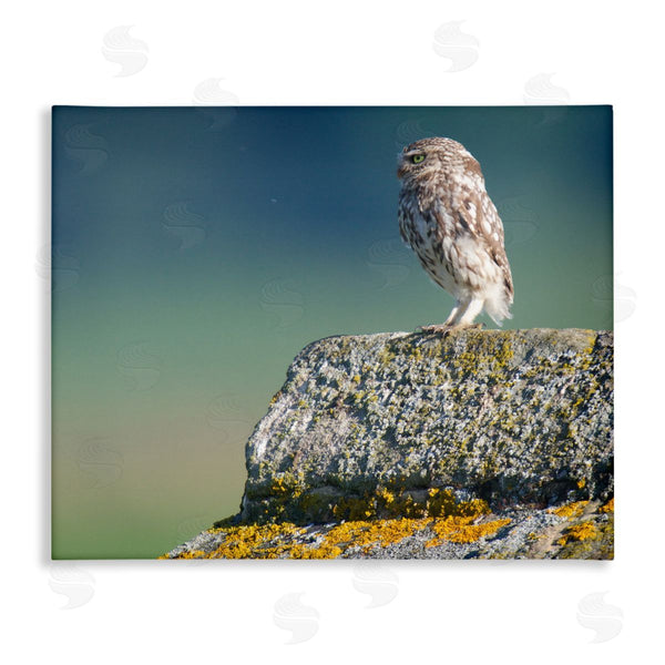 stupell industries James Dobson | Small Owl Gazing Thoughtfully Mossy Rock Scenery Wall Art