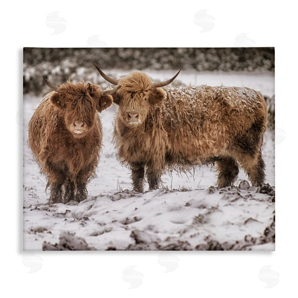 stupell industries James Dobson | Snow Dusted Highland Cattle Niveous Nature Landscape Wall Art