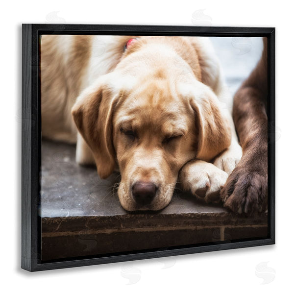 Stupell Industries James Dobson | Sweet Sleeping Dogs Resting Paws Animal Photography Wall Art