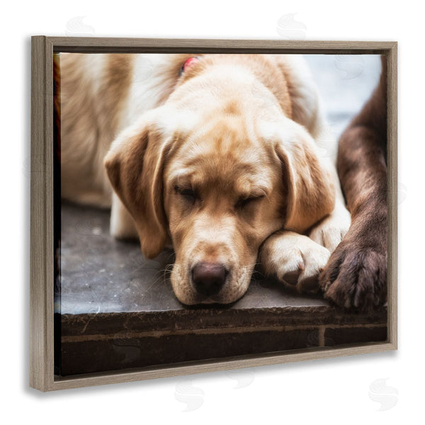 Stupell Industries James Dobson | Sweet Sleeping Dogs Resting Paws Animal Photography Wall Art