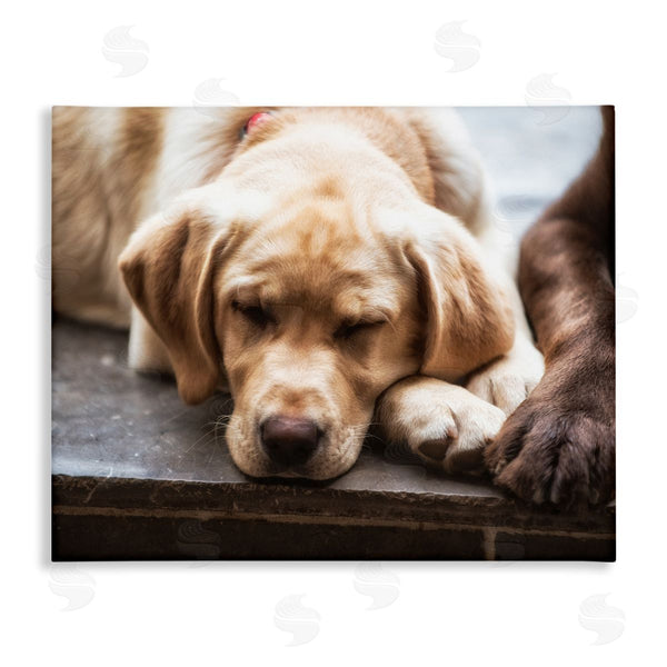 stupell industries James Dobson | Sweet Sleeping Dogs Resting Paws Animal Photography Wall Art