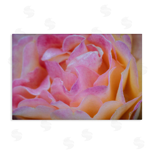 stupell industries James Rodewald | Pink Floral Petals Palette Wall Art