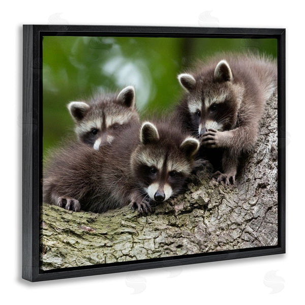 Stupell Industries Jan Piecha | Raccoon Babies In Tree Wall Art