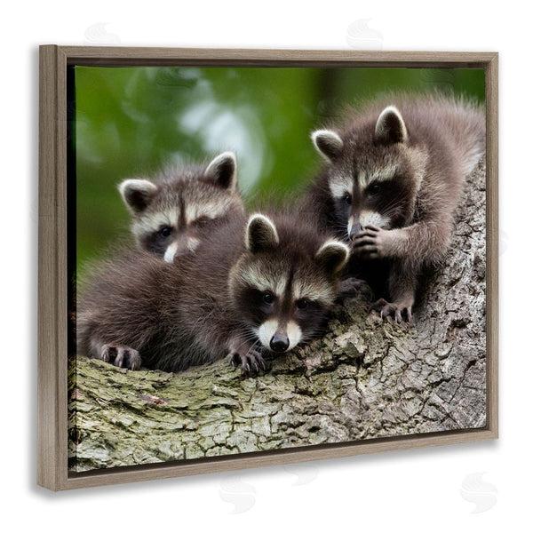 Stupell Industries Jan Piecha | Raccoon Babies In Tree Wall Art