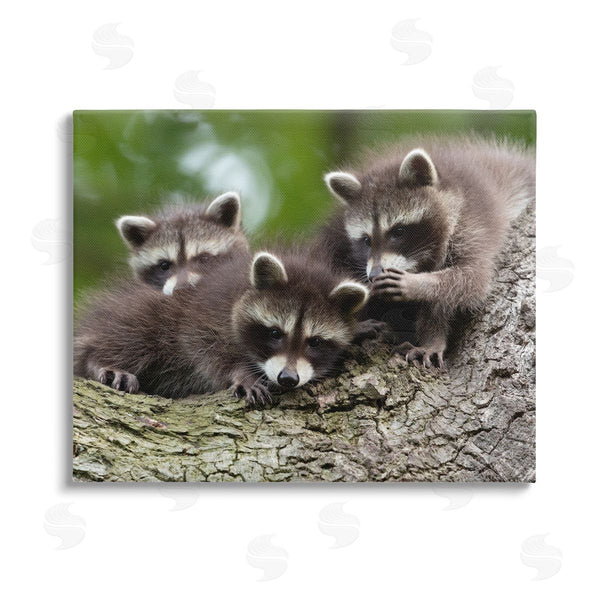 stupell industries Jan Piecha | Raccoon Babies in Tree Wall Art